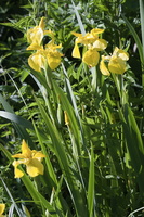 Iris pseudacorus · geltonasis vilkdalgis
