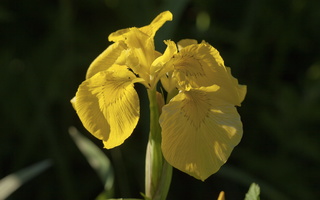 Iris pseudacorus &#9884; · geltonasis vilkdalgis