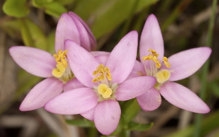 Centaurium pulchellum · gražioji širdažolė