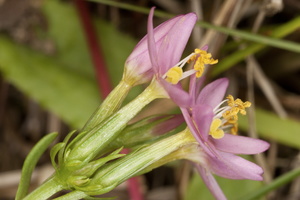 Centaurium pulchellum · gražioji širdažolė