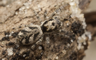 Salticus cingulatus female · baltašonis šokliavoris ♀