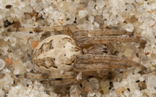 Larinioides cornutus · nendrinis žnypliavoris