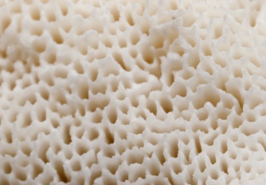Fungi hymenophore