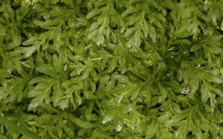 Plagiomnium undulatum · vingialapė lapūnė