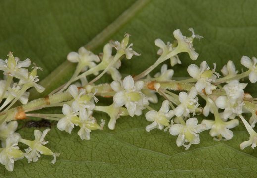 Reynoutria japonica · japoninė reinutrė