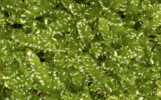 Plagiothecium  curvifolium · kreivalapė  pažulnutė