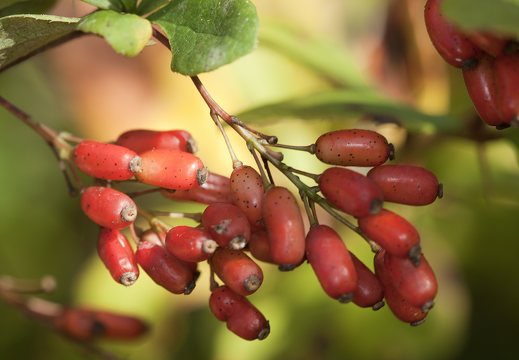 Berberis vulgaris fruits · paprastasis raugerškis, vaisiai