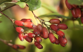 Berberis vulgaris fruits · paprastasis raugerškis, vaisiai