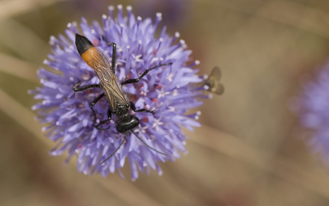 Hymenoptera-4682.jpg