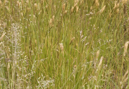 Poaceae · migliniai