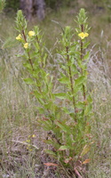 Oenothera biennis ssp. rubricaulis · dvimetė nakviša
