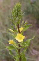 Oenothera biennis ssp. rubricaulis · dvimetė nakviša