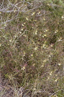 Melampyrum pratense · pievinis kūpolis