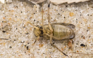 Callicorixa praeusta female · tamsianagė irklablakė ♀