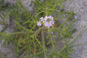 Brassicaceae · bastutiniai