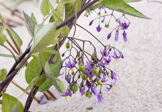 Solanum dulcamara · karklavijas