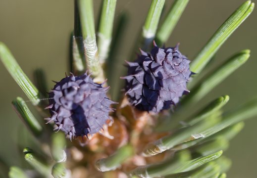 Pinus · pušis