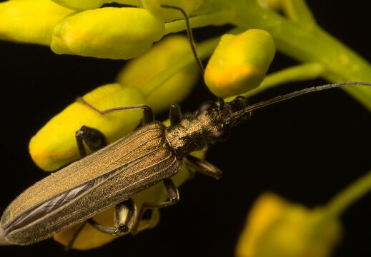 Oedemera virescens male · laibavabalis ♂