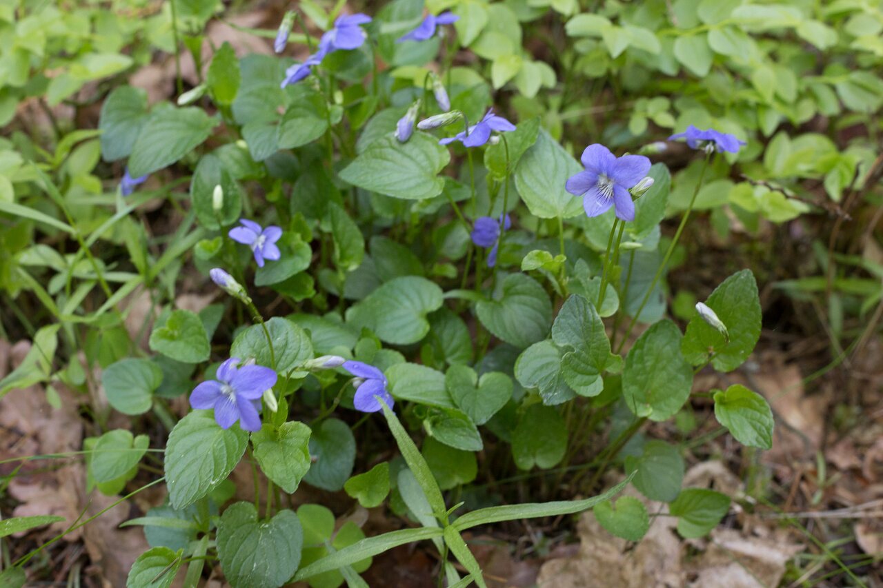 Violaceae-0449.jpg
