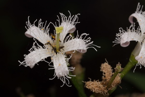 Menyanthes trifoliata · trilapis puplaiškis