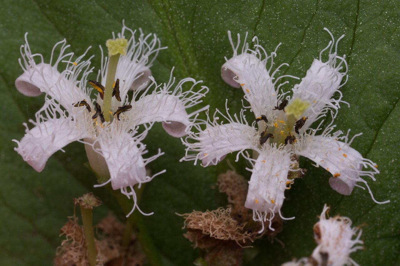 Menyanthes-trifoliata-0552.jpg
