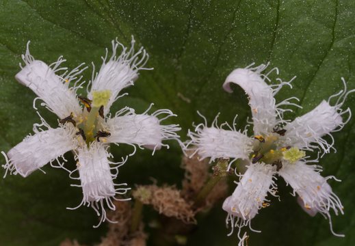 Menyanthes trifoliata · trilapis puplaiškis