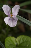 Viola palustris · durpyninė našlaitė
