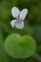 Viola palustris · durpyninė našlaitė