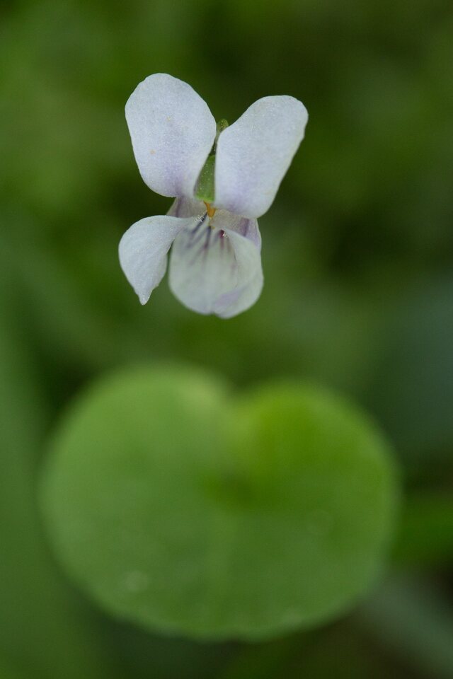 Violaceae-0556.jpg