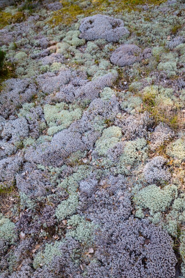 Lichens-0615.jpg