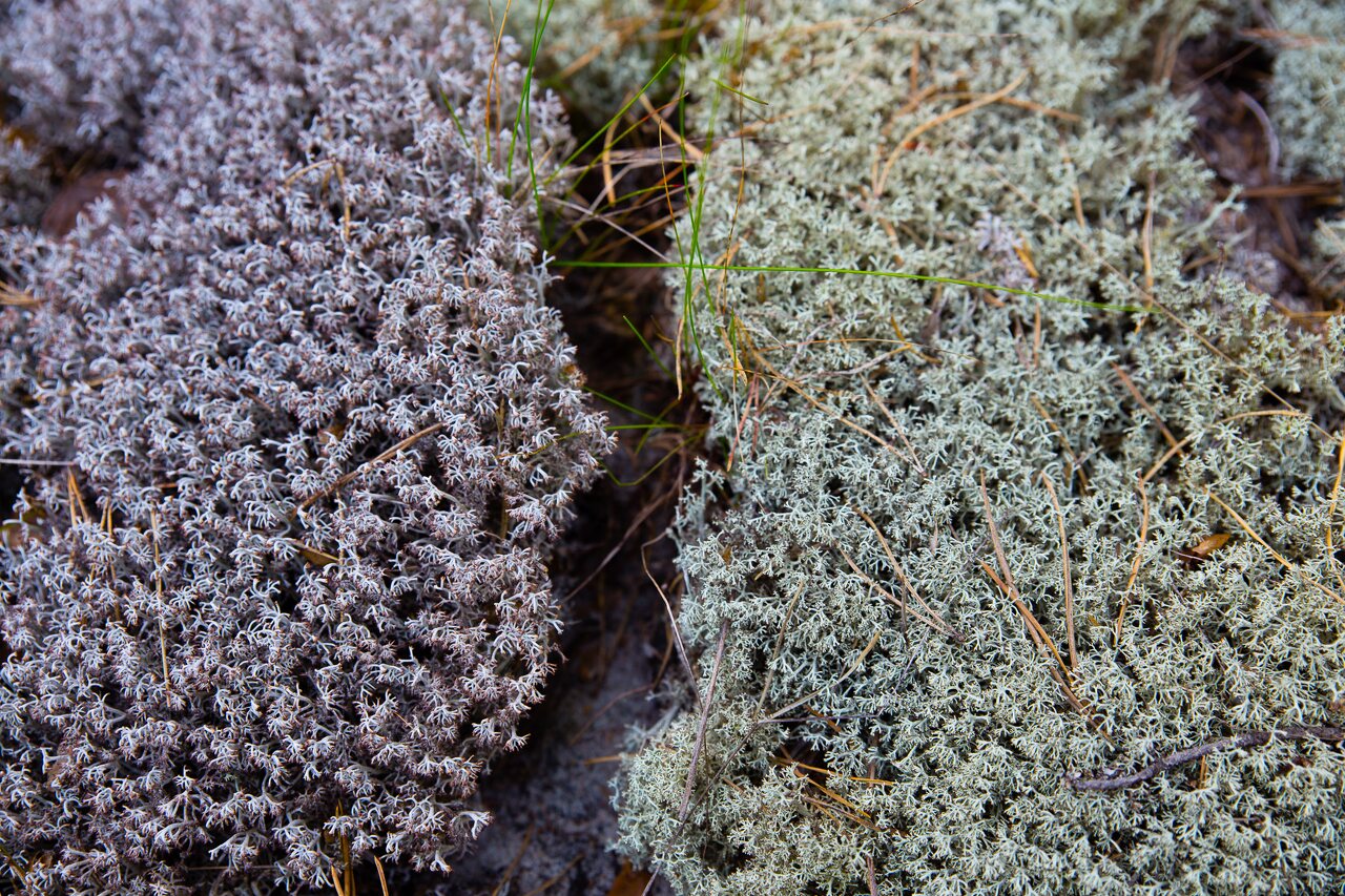 Lichens-0616.jpg