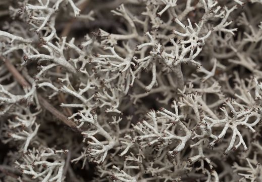 Lichens · kerpės