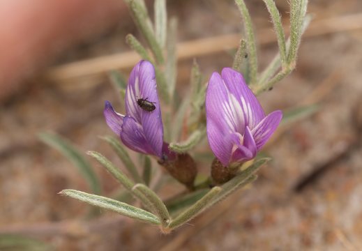 Astragalus arenarius · smiltyninė kulkšnė