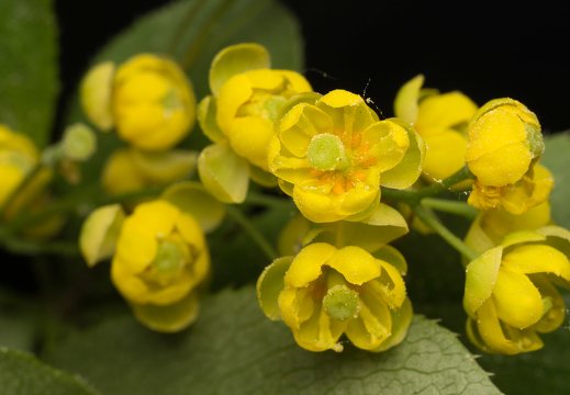 Berberis vulgaris flowers · paprastasis raugerškis, žiedai