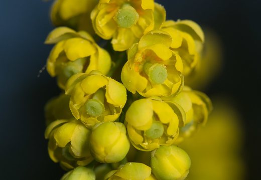 Berberis vulgaris inflorescence · paprastasis raugerškis, žiedynas