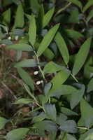 Polygonatum odoratum · vaistinė baltašaknė