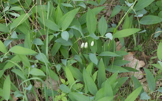 Polygonatum odoratum · vaistinė baltašaknė