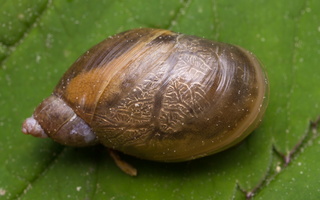Succinaeidae · gintariniai
