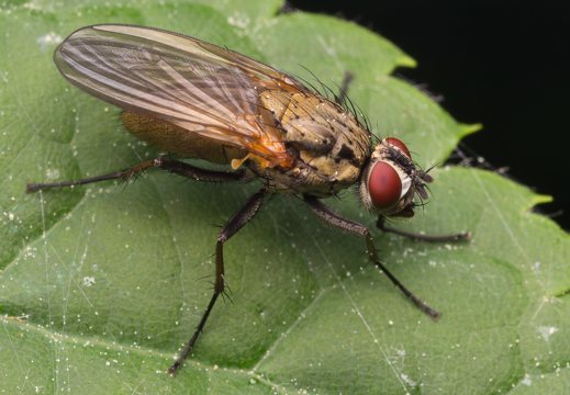 Diptera