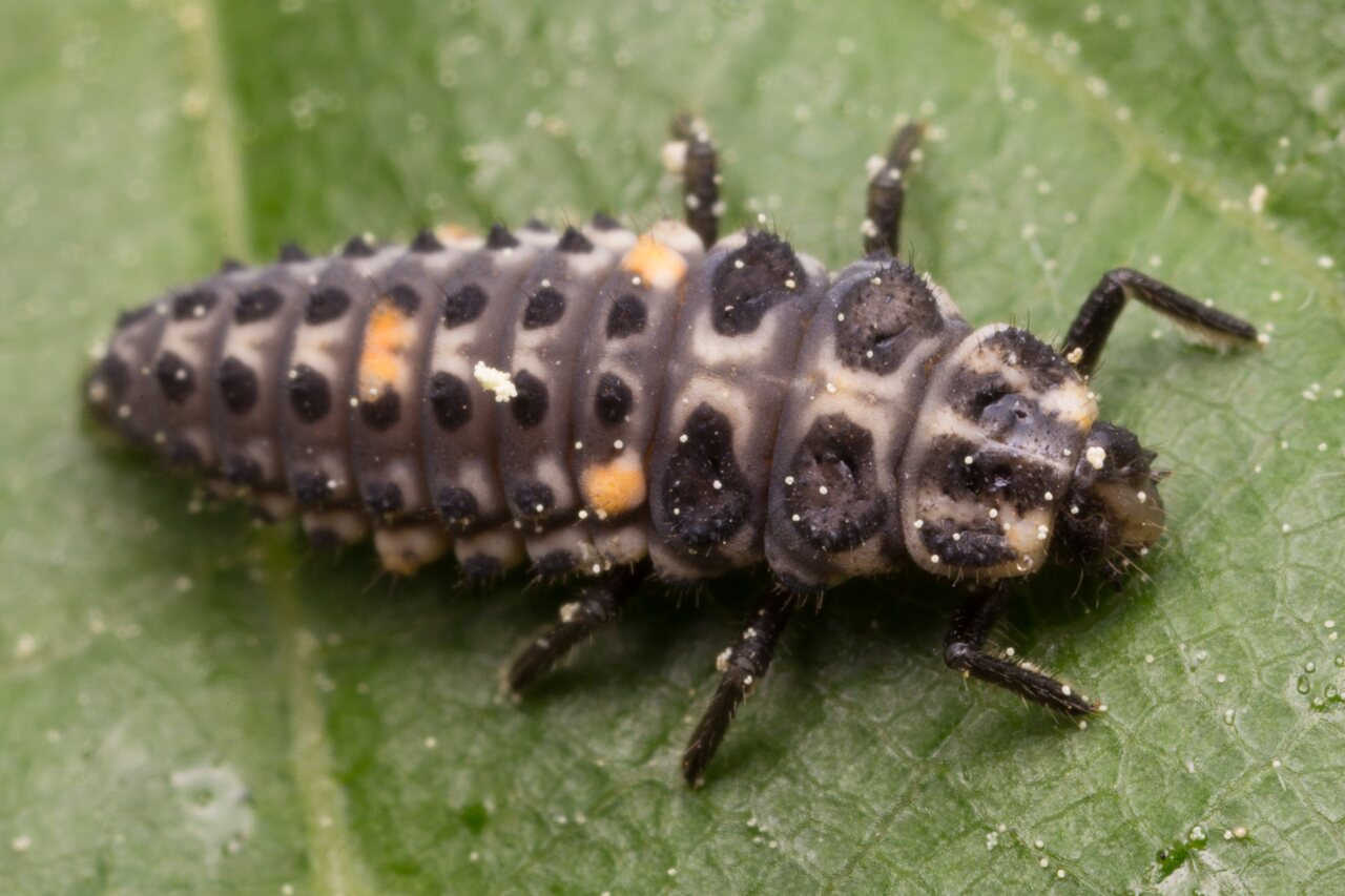 Adalia bipunctata larva · dvitaškė adalija, lerva