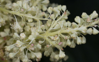 Rheum x hybridum flowers · mišrusis rabarbaras, žiedai