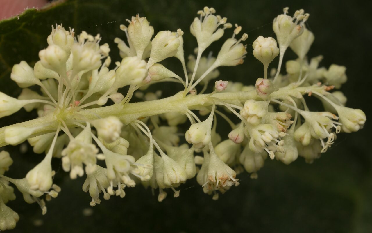 Rheum x hybridum flowers · mišrusis rabarbaras, žiedai