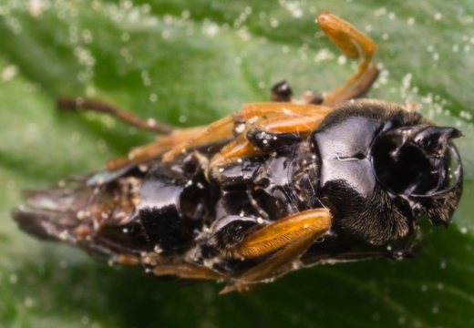 Coleoptera · vabalai