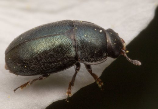 ~ other Coleoptera