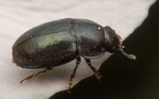 ~ other Coleoptera
