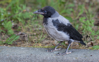 Corvus cornix · pilkoji varna