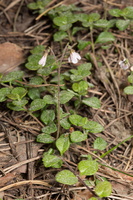 Linnaea borealis · šiaurinė linėja