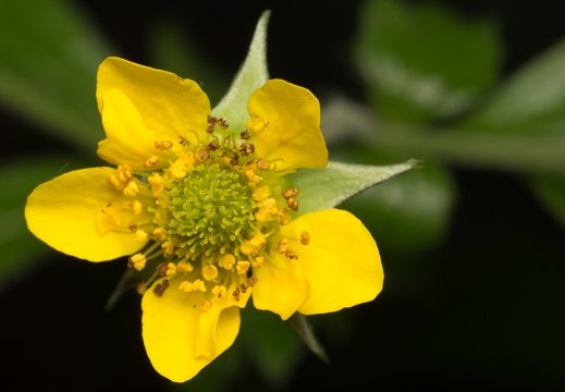 Geum urbanum flower · geltonoji žiognagė, žiedas