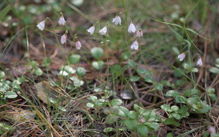Linnaea borealis · šiaurinė linėja