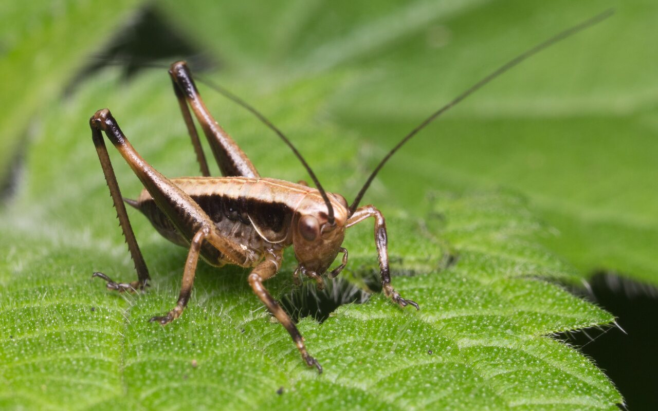 Orthoptera-1177.jpg